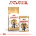 ROYAL CANIN FBN British Shorthair Adult - mokra karma dla dorosłego kota - 12x85g