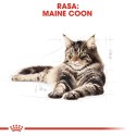 ROYAL CANIN FBN Maine Coon Adult - sucha karma dla dorosłego kota - 10kg